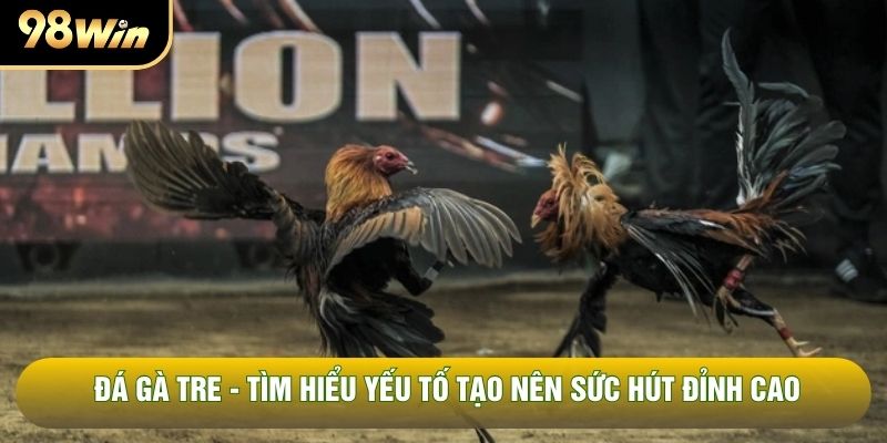 Đá Gà Tre - Tìm Hiểu Yếu Tố Tạo Nên Sức Hút Đỉnh Cao